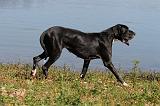 DOGUE ALLEMAND 086